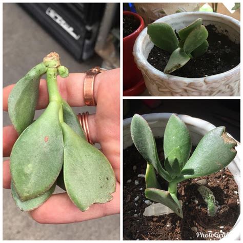 The money plant or jade plant is one of the most famous and popular of the many succulent crassula that are used as indoor plants. Jade plant piece I found on the ground at Lowe's in August ...