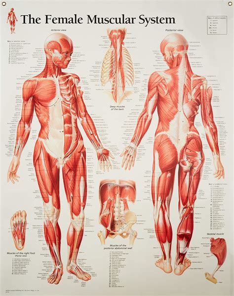 Female muscular system anatomical poster wall decor. Female Muscular System chart - Albert and Brown Supply Company