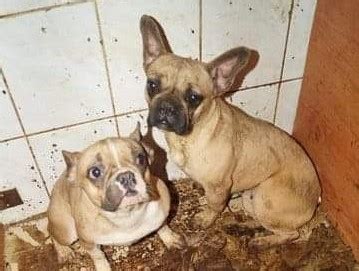 Wij vinden dat je een broodfokker bent als het je alleen nog maar gaat om de puppen en de verkoop daarvan en het welzijn van de ouderdieren er niet toe doet. Anti-broodfokdemonstratie op 14 mei in Den Haag | DogZine