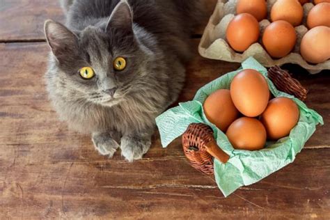 Can cats eat raw chicken? Can cats eat eggs? | FavCats.com