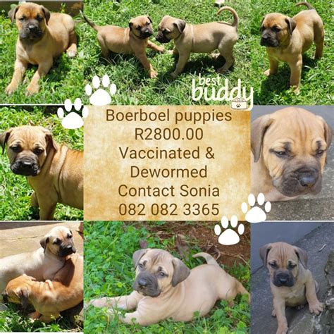 Border collies for sale vet checked,vaccinated and dewormed. Boerboel Puppies in Kwazulu Natal (04/11/2019)