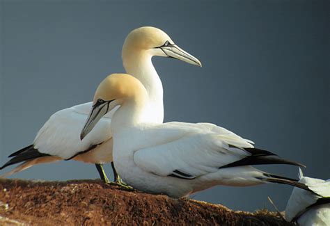 Haus silbermöwe asub kohas helgoland. Helgoland - Tag 1: Basstölpel und Dreizehenmöwe | Birding ...