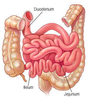 Akar adalah bagian tumbuhan yang tertanam di dalam tanah (biasannya). Pengertian, Fungsi, Dan Bagian-Bagian Organ Usus | SINICHINET