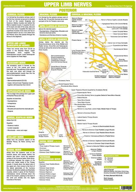 Maybe you would like to learn more about one of these? Upper Limb Nervous System Chart - Posterior - Chartex