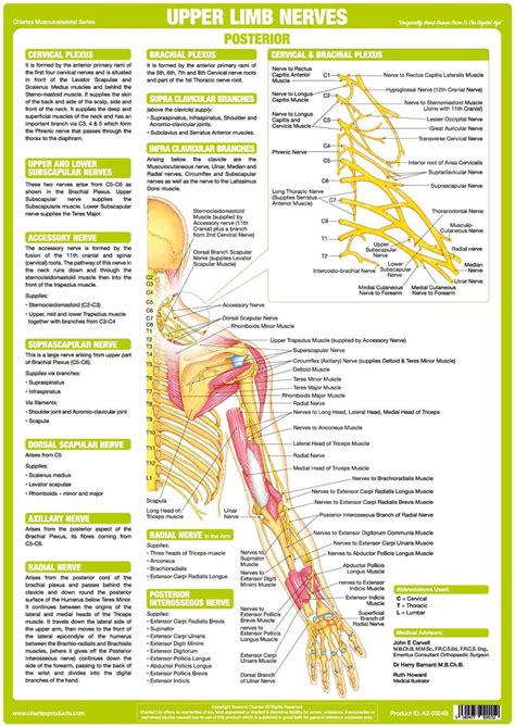 This is a table of muscles of the human anatomy. Upper Limb Nervous System Chart - Posterior - Chartex