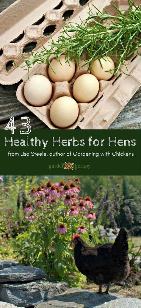 Best cheap health insurance of 2021. 43 Healthy Herbs for Hens: the Health Benefits of Culinary Herbs | Herbs for chickens, Chicken ...