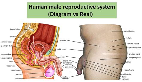 The male reproductive system consists of a reproductive organs that play a vital role in the process of human reproduction. File:Human male Reproductive system Diagram vs real human ...