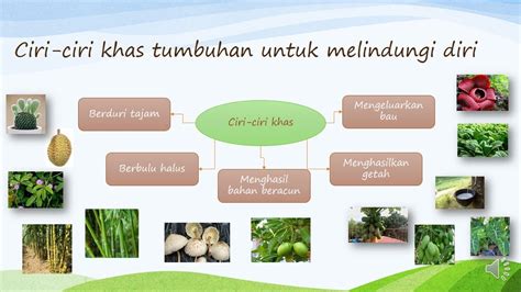 Proses hidup tumbuhan (5k) draft. Sains Tahun 5 Bab Proses Hidup Tumbuhan - Part 1 - YouTube