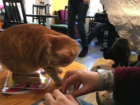 Disfruta de un descuento de hasta un 50 % en restaurantes de berlín al reservar en tripadvisor ver todas las ofertas. Katzencafe Zur Mieze in Charlottenburg | Bistros Cafe´s in ...