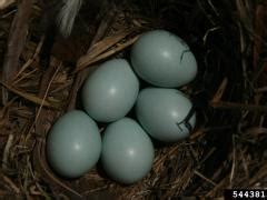 Learn vocabulary, terms and more with flashcards, games and other study tools. Sturnus vulgaris, European Starling - Invasive Species