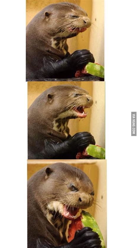 Do you eat in line with your daily needs? Otter doesn't like watermelon but can't stop eating it - 9GAG