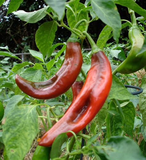 Rubbing or isopropyl alcohol is a solvent which breaks up oils. Growing Peppers | Planting & General Growing Tips