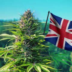 Buds fall off if the soil is too dry. LondonWeed.Net - Top London & UK & Ireland & Scotland ...