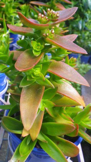We pride ourselves on our great customer service and expert advice. Landsdale Plants Perth