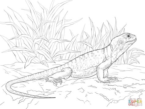 For boys and girls, kids and adults, teenagers and toddlers, preschoolers and older kids at school. Common Collared Lizard coloring page | SuperColoring.com ...