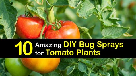 Beginning with homemade ant spray recipes makes sense since this is the easiest to make and the most instantly gratifying essential oil homemade ant spray. 10 Amazing DIY Bug Sprays for Tomato Plants