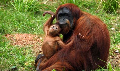 Orang tuany pun memantau dengan siapa bayu bergaul di sekolah maupun lingkungan sekitar. Astro-ecology: Counting orangutans using star-spotting ...