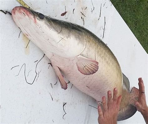 Maybe you would like to learn more about one of these? Bringing popular South American food fish to Florida ...