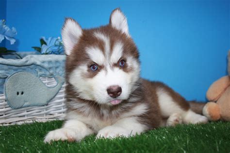 In a small beautiful city, families of cats and dogs live in cozy houses. Siberian Husky Puppies For Sale - Long Island Puppies