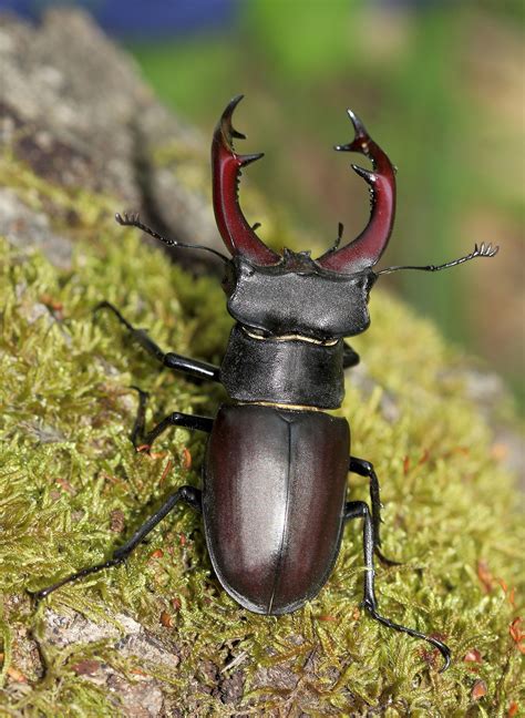 Lucanus (lucanus) cervus (linnaeus, 1758) = lucanus capreolus fuessly 1775 = lucanus scapulodonta weinreich 1963. Жук-олень Lucanus cervus (Linnaeus, 1758) - фотографии ...