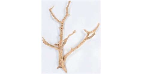 Naturally sun dried cholla cactus wood. Cholla Cactus Tree Finger Branches - Sandblasted Cholla ...