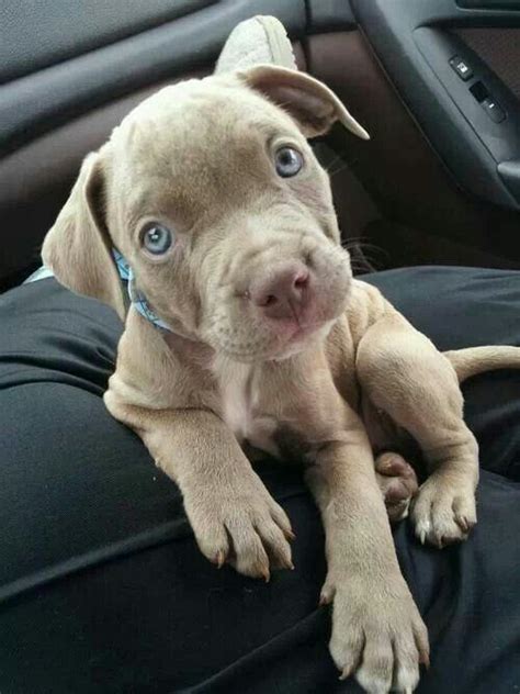We will update you soon. Pitbull puppy. | Pitbull puppies, Cute pitbull puppies ...