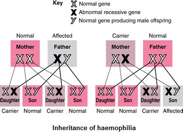 If a male gets a recessive x from his mother ( remember, males have. the recessive genes located on the x chromosome in humans are always expressed in females ...