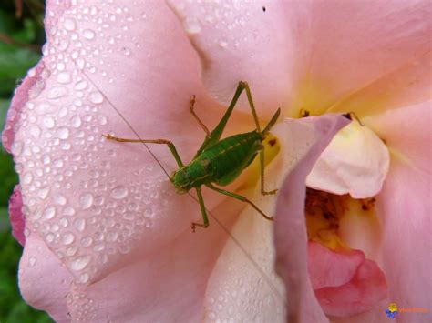 Verte ou brune, cette sauterelle (decticus verrucivorus) plutôt dodue doit son nom à une coutume suédoise, qui la faisait utiliser pour soigner les verrues. Photo : Petite sauterelle verte