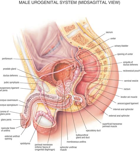 Explore over 6700 anatomic structures and more than 670 000 translated medical labels. Anatomy Of Male Urogenital System Human Male And Female ...