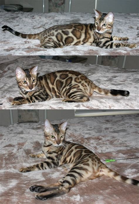 Bengal kittens for sale in australia. Bengal Cat Pearl | Bengal Kittens | San Diego California