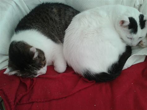 Kann ich eine Katze in der Wohnung alleine halten oder ...