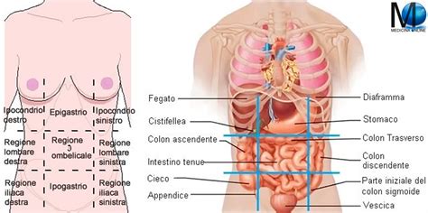 A questo punto, con i nuovi arrivi, sono in tutto 79. Corpo umano organi addome 2016RISKSUMMIT.ORG