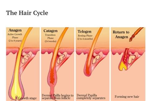 Red light penetrates to the lower layers of skin, which makes it a great tool for treating a variety of skin conditions as well as hair restoration. Pin by Hannah Leonard on Medicine | Stage, Hair growth ...