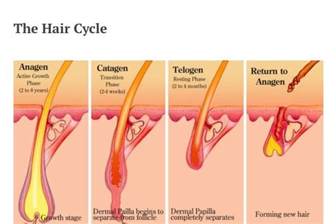 Red light penetrates to the lower layers of skin, which makes it a great tool for treating a variety of skin conditions as well as hair restoration. Pin by Hannah Leonard on Medicine | Stage, Hair growth ...