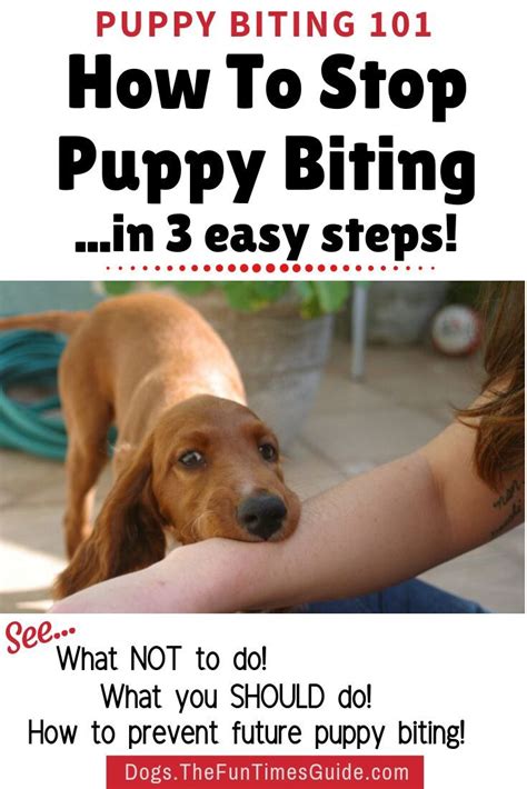 These sharp teeth are the reason that it is crucial for puppies to learn bite inhibition (controlling the force of their bite) during the first few. How To Stop Puppy Nipping & Biting: Why Do Puppies Bite ...