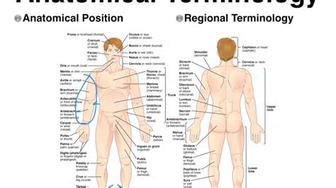 Body part names, leg parts, head parts, face parts names, arm body parts, parts of full hand. 01C intro to A & P-Regional and Directional Terminology ...