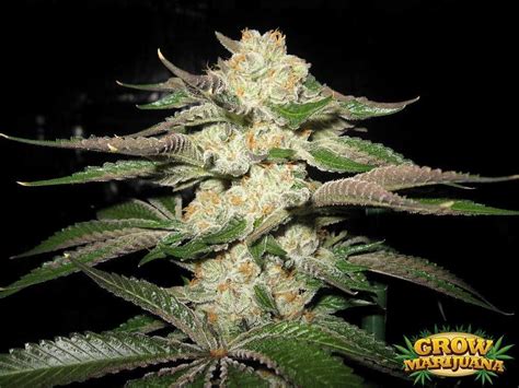 Many testimonies about high yields. Alien Kush Seeds - Strain Review | Grow-Marijuana.com