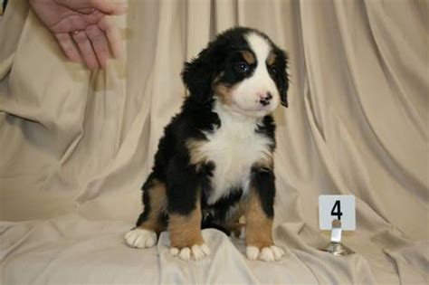 The bernese mountain dog requires daily brushing, with extra care needed during their heavy seasonal shedding. Akc Bernese mountain dog Puppies for Sale in Peru, Illinois Classified | AmericanListed.com