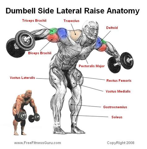 Many structures of the chest are readily visible on a chest x ray but others are difficult to see. FreeFitnessGuru - Dumbell Side Lateral Raise Anatomy ...