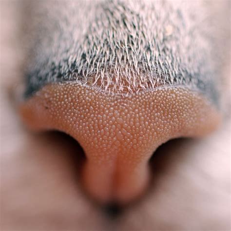 Once you figure out why your cat has a stuffy nose, you can treat it with medication or by letting common infections run their course. Cat's nose: basic information and care | Pets-Wiki