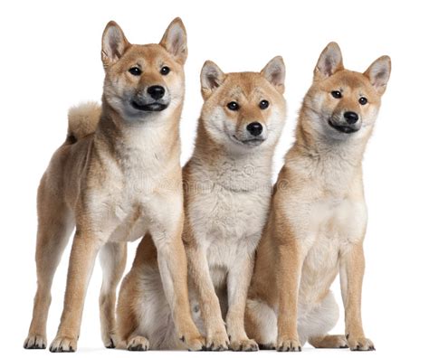 Sie sind äußerst loyale, intelligente und saubere welpen, die es wert sind, in ihr zuhause aufgenommen zu werden. Drei Shiba Inu Welpen, 6 Monate Alte Stockfoto - Bild von ...