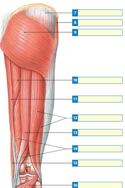 Group of human leg muscle. Leg Muscles Diagram Labeled - lower-leg-muscles-diagram ...