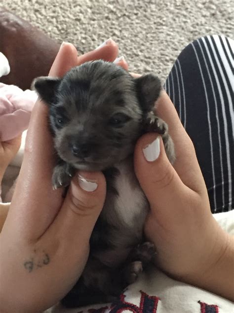 Not what you're looking for? Chihuahua Puppies For Sale | Appleton, WI #313926