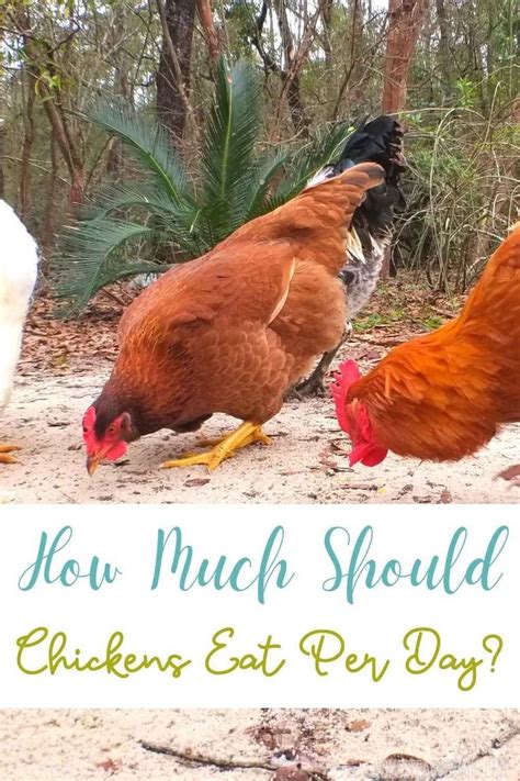 Why and how to ferment your chicken. How Much to Feed Chickens Per Day? | Chicken Feeding Guide ...