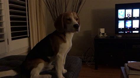 The first step is to stop. Beagle puppy barking at the rain - YouTube