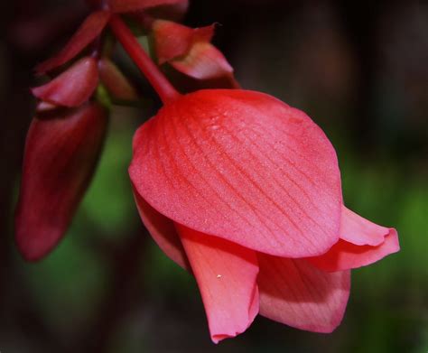 It produced few flowers until about september, and even then the first of this series was released in 2005 named begonia bonfire, a orange flowered plant similar to begonia boliviensis but more compact and free. Bonfire Begonia | Te Se | Flickr