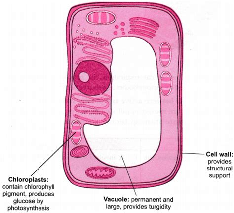 See more ideas about plant cell diagram, plant cell, plant and animal cells. The Fundamental Unit of Life Class 9 Extra Questions ...