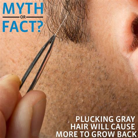 It is a myth that plucking a gray hair will cause 10 more to crop up. Many people think that plucking gray hair will cause more ...