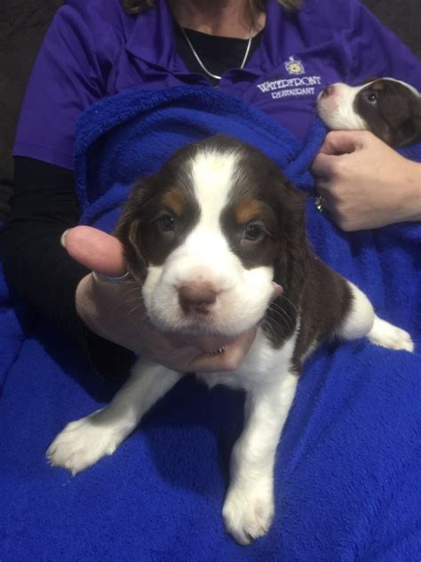 See puppy pictures, health information and reviews. English Springer Spaniel Puppies For Sale | Tustin, MI #172257