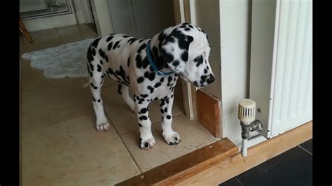 When this adorable puppy encounters a daunting set of stairs, he decides to improvise. Funny Dalmatian puppy | Cute puppy scared of toy | SPOT ...